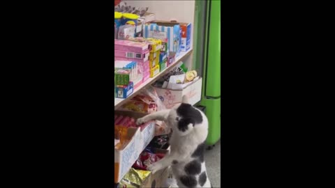 Funny animals - Funny cats dogs - Funny animal videos 2023 - Part 6 Haypyy Pett