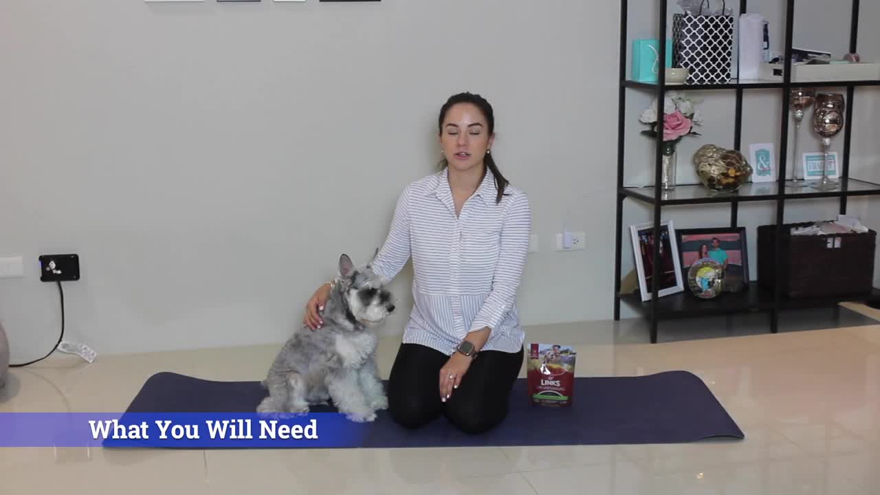 10 Tricks While in Quarantine to Teach Your Dog