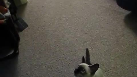 Siamese Kitten Playing Fetch ♘