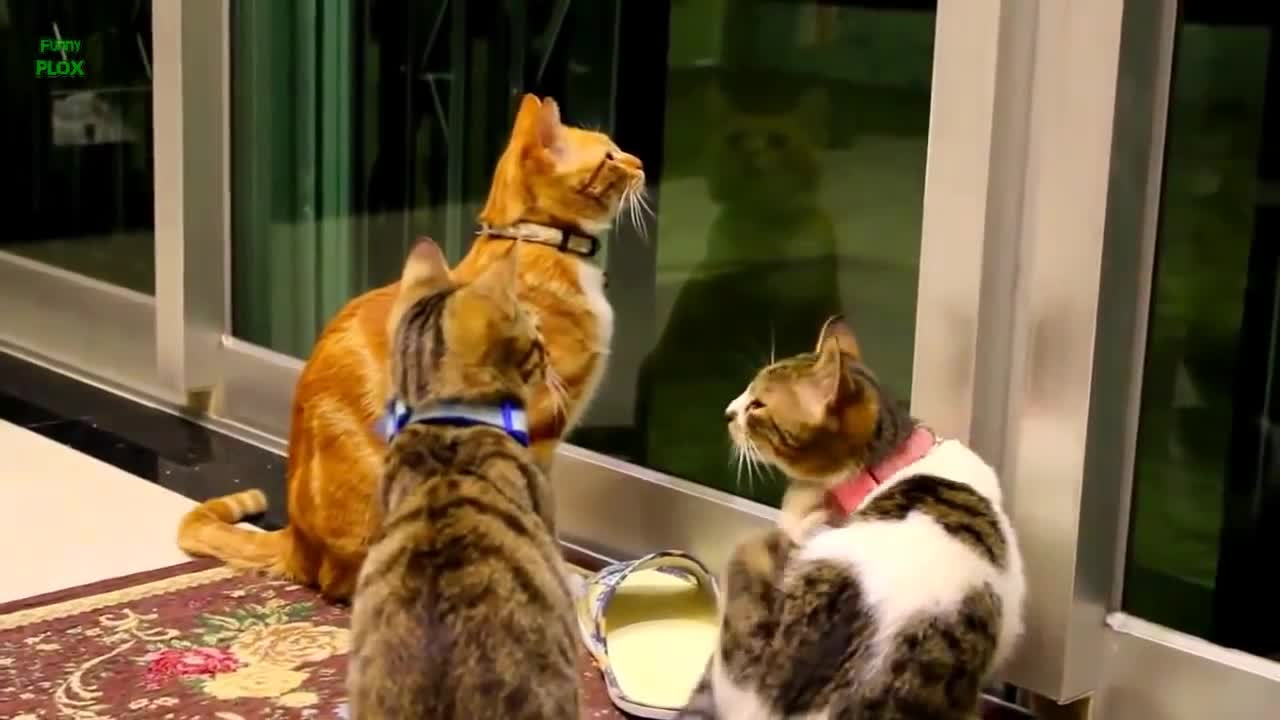 Try Not To Laugh Challenge - Funny Cat compilation