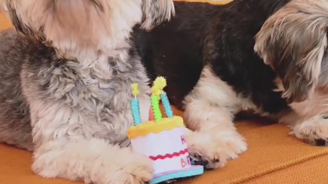 Birthday dogs party.