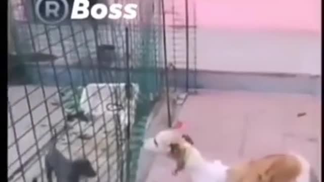 intelligent pupy