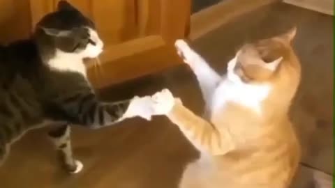 Funny cat video