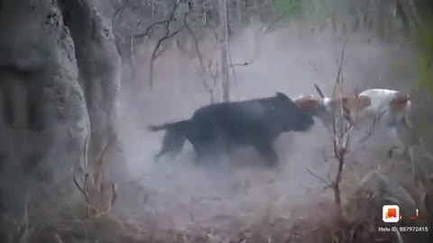 angry wild boar