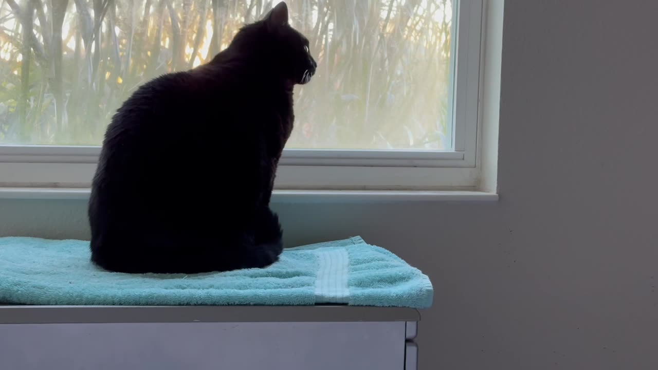 Cute Precious Piper Keeps Her Tail Exercise Method a Secret - Adopting a Cat from a Shelter Vlog