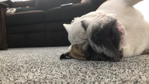 Grits sleeping
