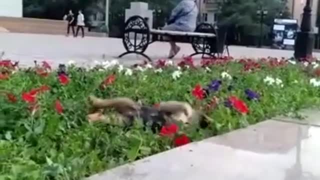 Пикник на клумбе