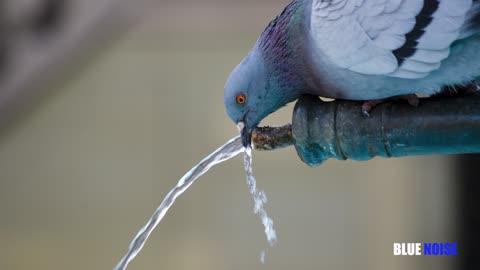 Pigeons-ambiance
