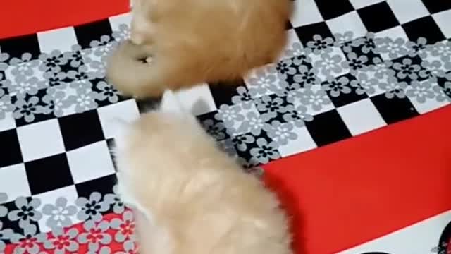 Funny video of cats
