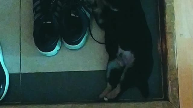 The baby Shiba, who sleeps with his shoes, is happily watching him