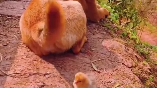 Watch the street dogs and baby chickens friendship