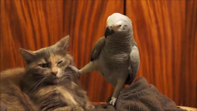 Parrot Annoys Cat