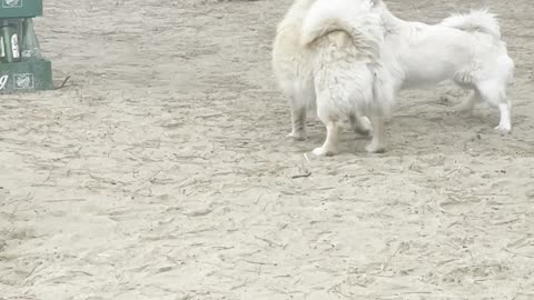 Dog love or fight?