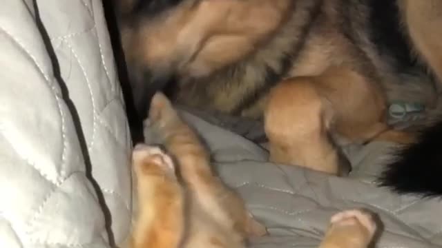 Dogy Licking his Friends Small Kitten