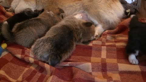 Feeding of Cute corgis