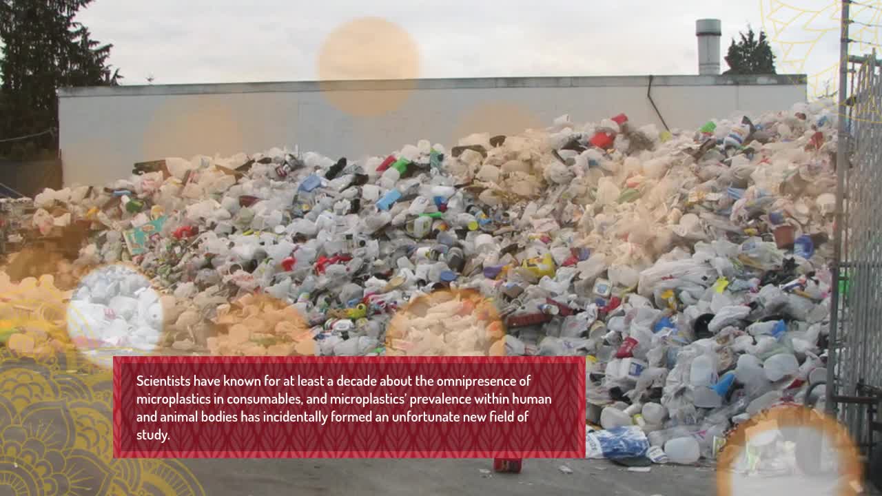 Microplastics found damage the human cells