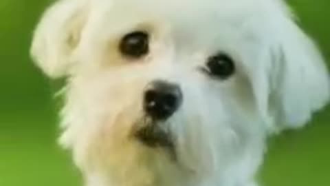 talent for dog