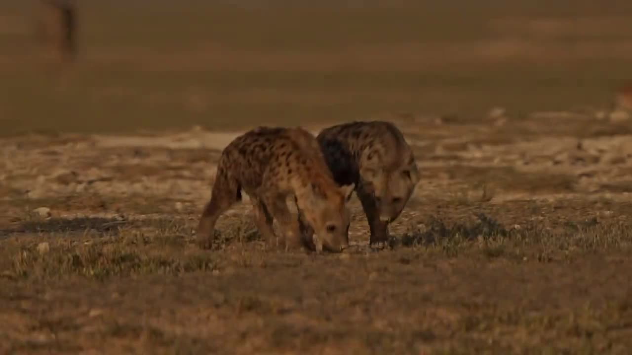 Adorable Hyenas, a short filmed in Amboseli National Park