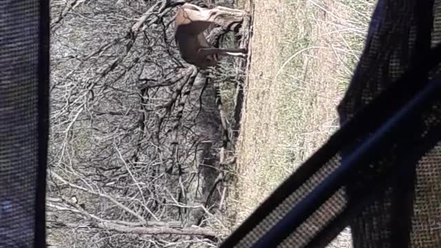 Little Whitetail Buck