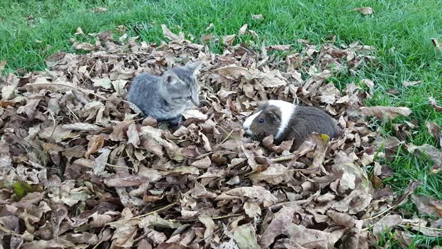 Kitten and guinea pig play in pile of leaves