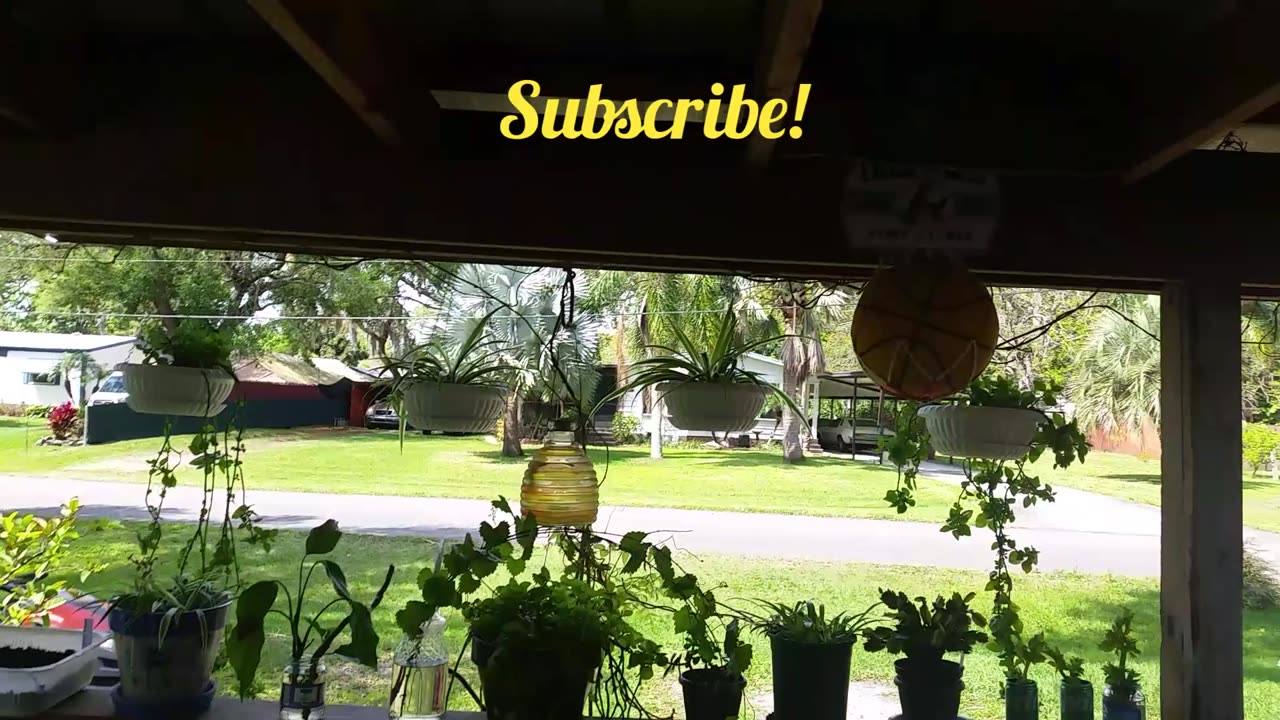 Honey Bees Searching for New Home? pt2 3-26-24