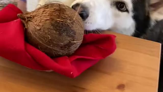 Husky dog opens coconut and found what's inside