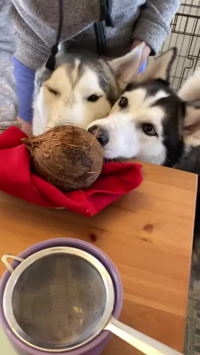 Husky dog opens coconut and found what's inside