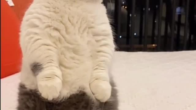 Cute cat standing on it's back legs!!