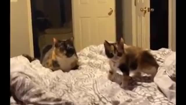 Funniest Cats - Don't try to hold back - Laughter Funny Cats Life