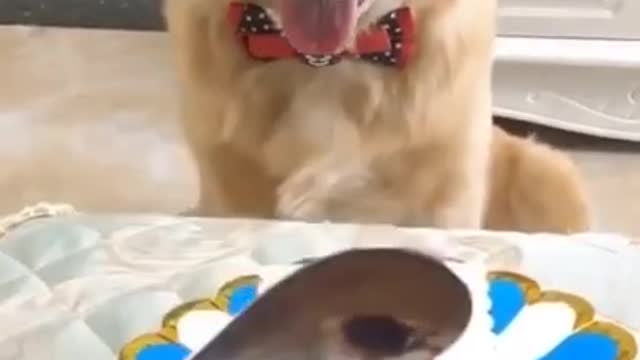 Funny dog joking