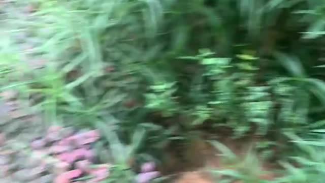A corner of the garden