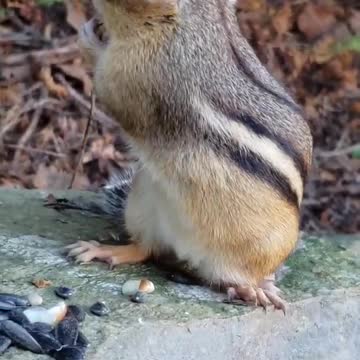 WHY CHIPMUNK COMES WHEN CALLED