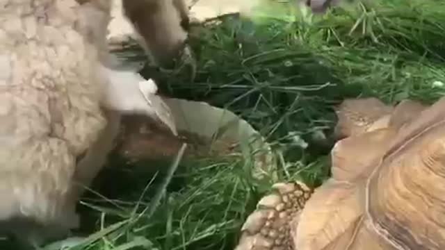 They are all eating together 🥗🙂
