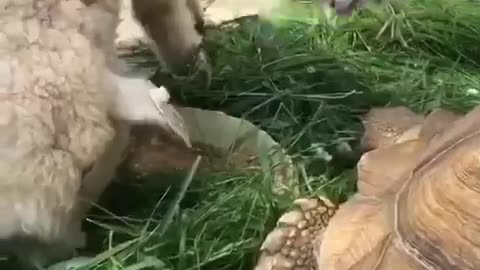 They are all eating together 🥗🙂