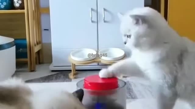 Clever cat video