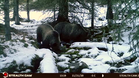 2020 November Stealthcam