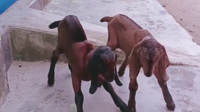 Only one day Goat Baby twice are trying to stand on their foot.