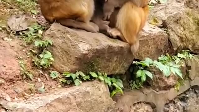 Adorable Baby Monkey You Should Skip Watching #2