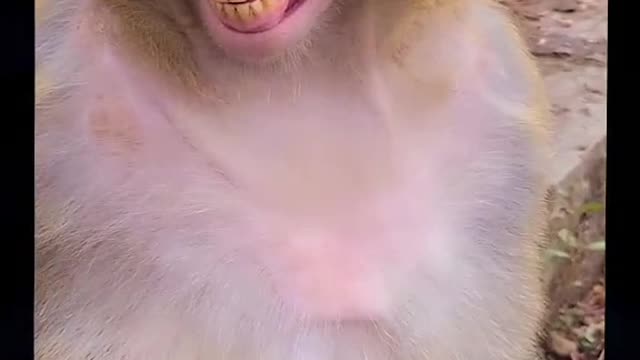 Funny and craziest monkey