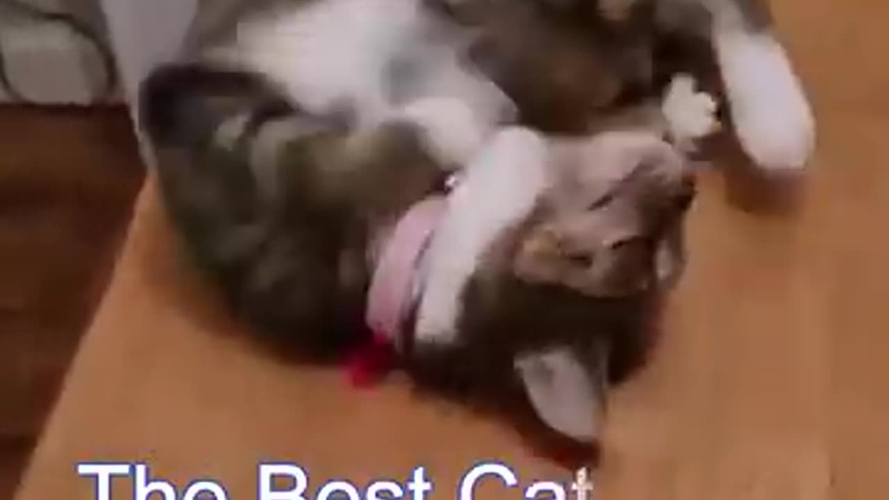 Funniest Cat Video | Short Video