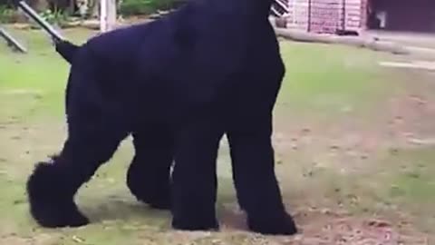 Dogs That Will Always Have Your Back