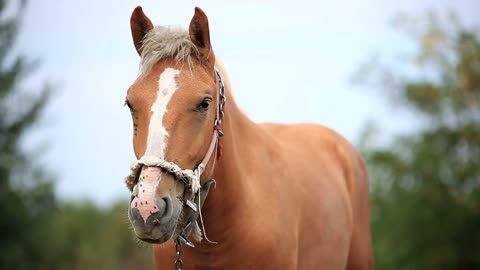 Horse in the field