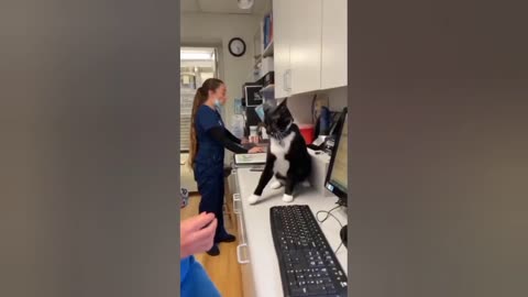 Amazing cat