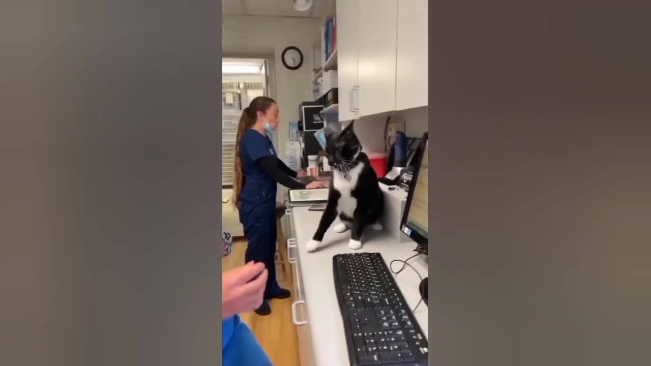 Amazing cat