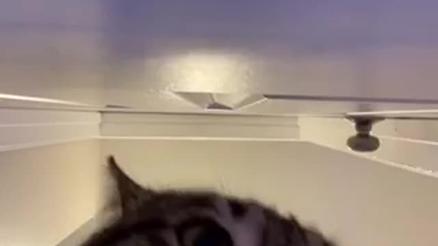 Funny Cat speaking.