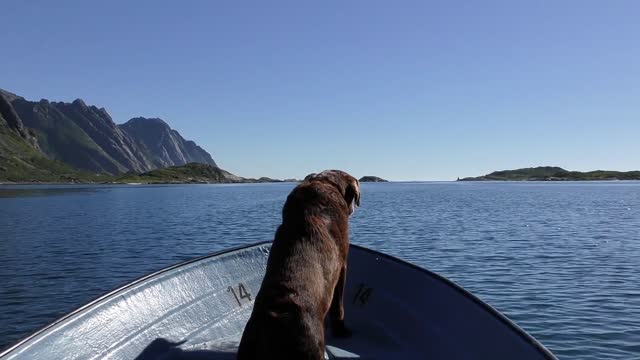 My Cute Lebrador dog Retriever riding a boat