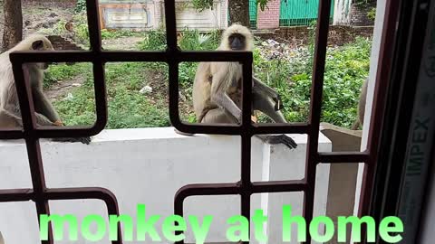 Funny monkey