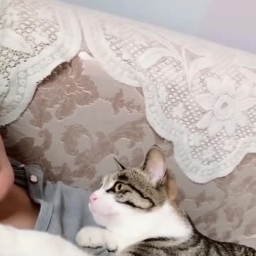 I LOVE CATS...Best Cute Cats😹Viral Funny Fail ops Moments Clips #shorts Video😂 #trending #animals #funny