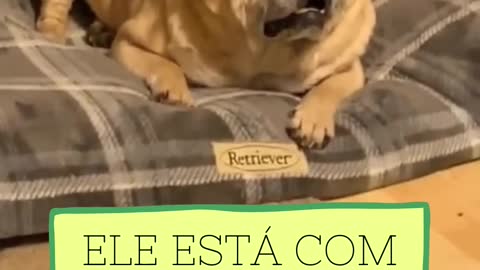 Pugs being pugs