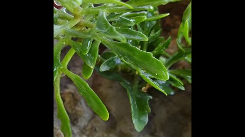 macro photography of a plant